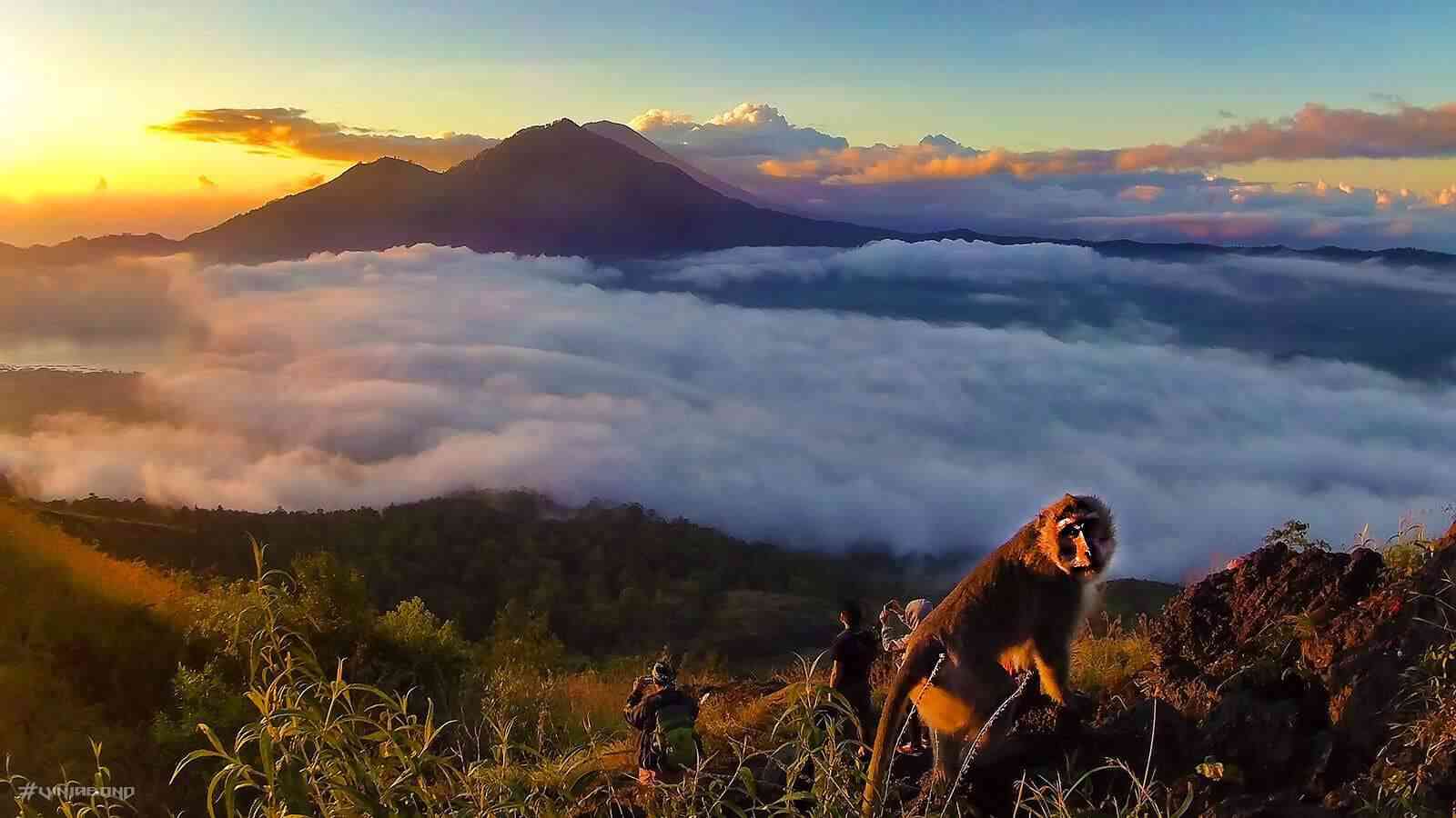 monkey at mount batur in Bali