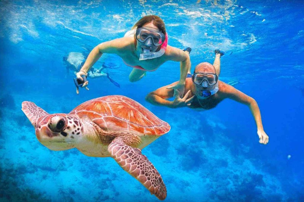 swim with turtles