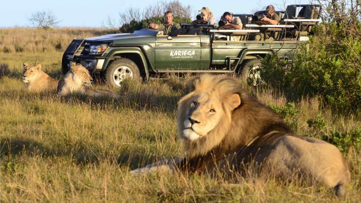 Tours in South Africa - Safari lions