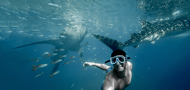 Snorkeling with Whale Sharks