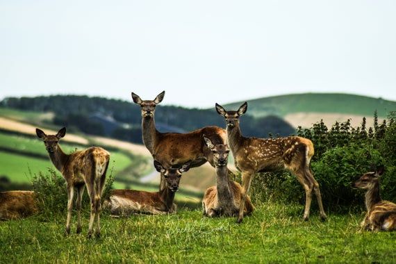 Tours in Scotland -Wildlife